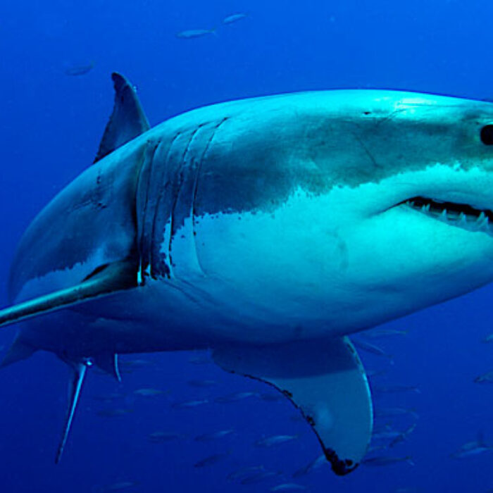 Shark cull