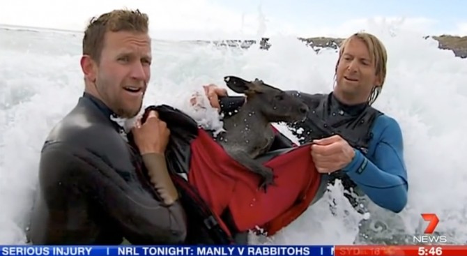 Two Australian Surfers Save Jeffy the Wallaby