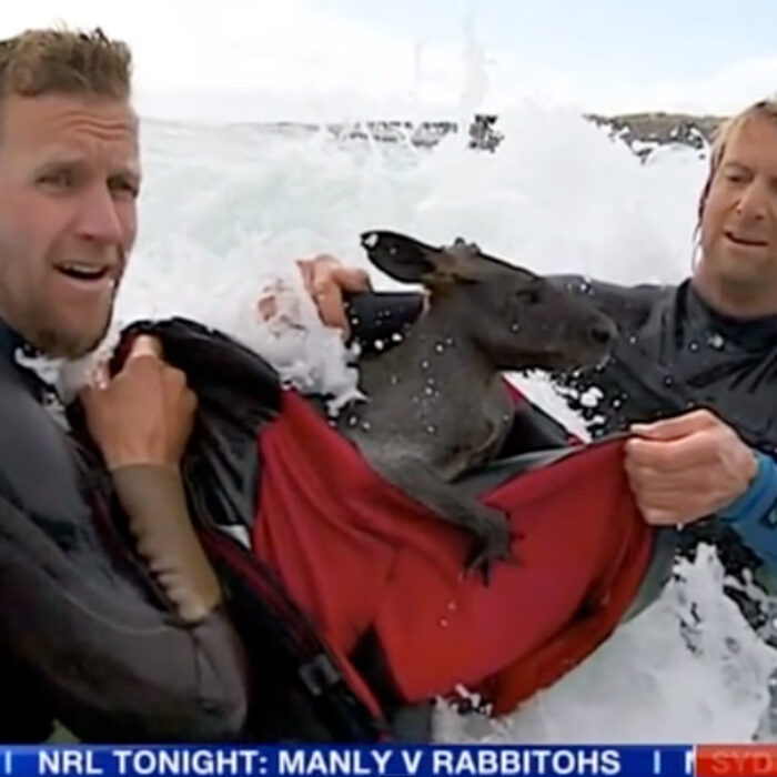 Two Australian Surfers Save Jeffy the Wallaby