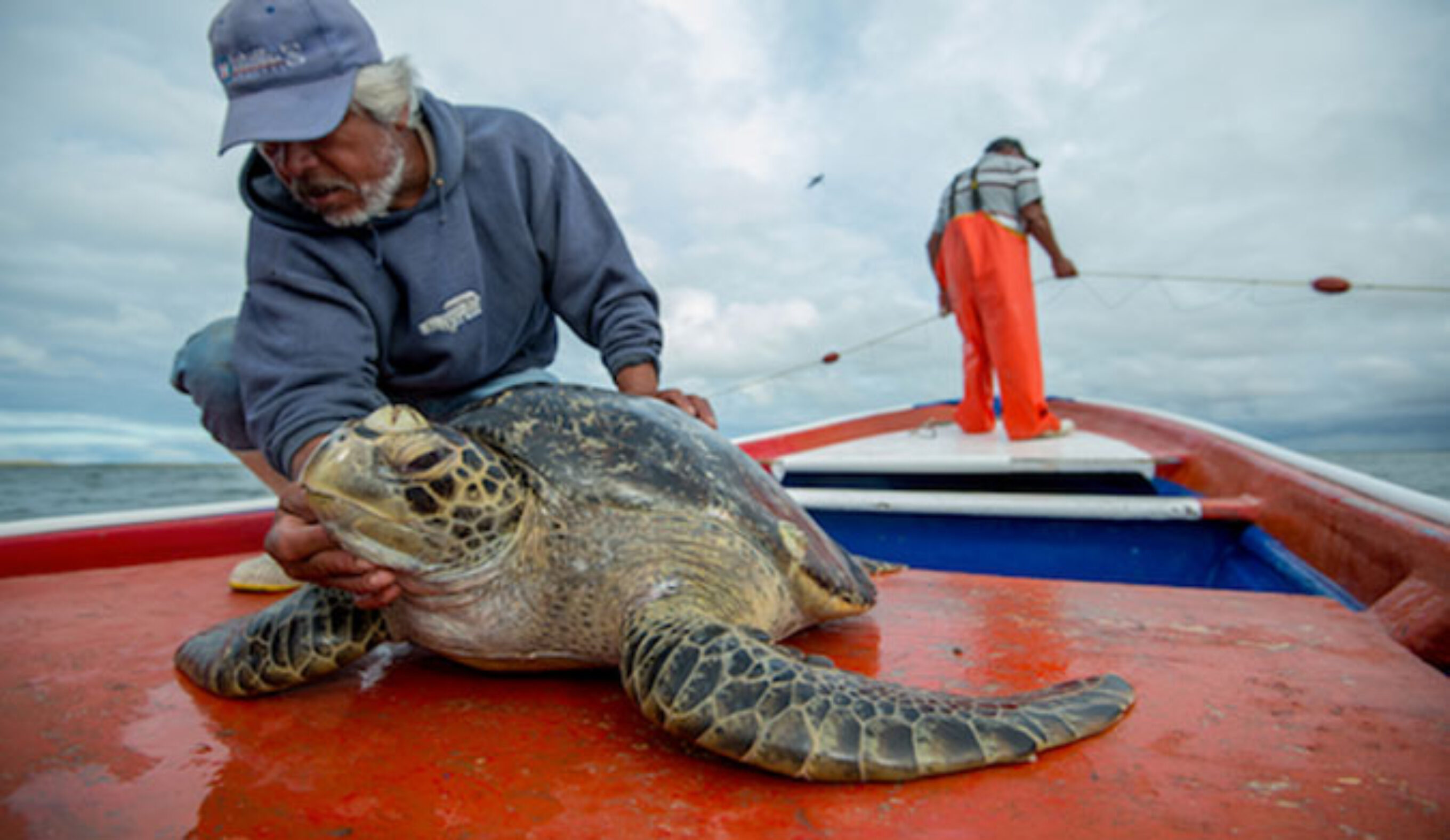 Researches have been studying the health and mortality rates of sea turtles in this area due to industry for years.  2 of the 5 species of turtle found here are listed as endangered on the IUCN red list of Threatened species. Adding more threats to their already questionable future cannot aid in our ability to understand or protect their long term health.