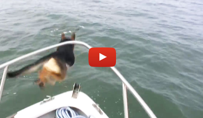 We love dolphins. And everyone loves dogs. So when a dog loves a dolphin, we're all about it. On a fishing trip, Maverick went a little overboard... literally.