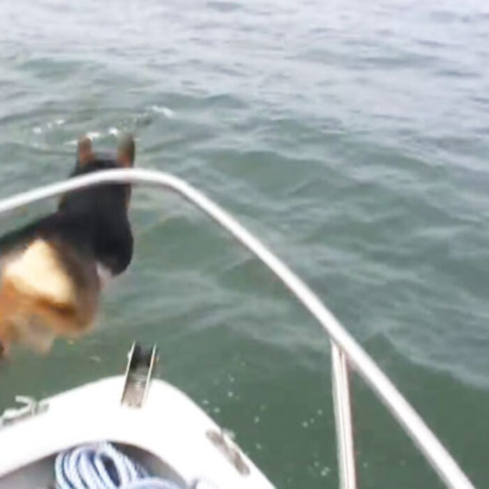 We love dolphins. And everyone loves dogs. So when a dog loves a dolphin, we're all about it. On a fishing trip, Maverick went a little overboard... literally.