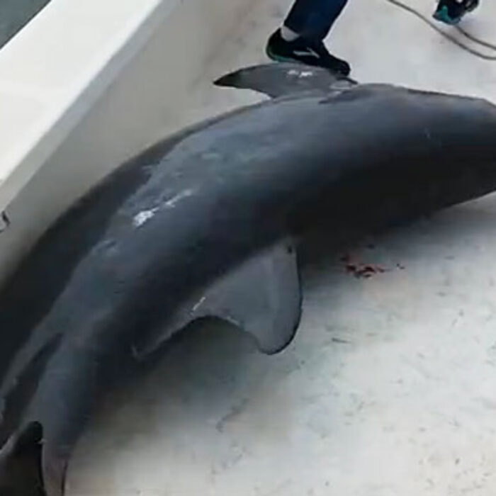You can't help but feel for the helpless, beautiful creature – but don't worry, the captain called for assistance and the dolphin was safely returned to the water.