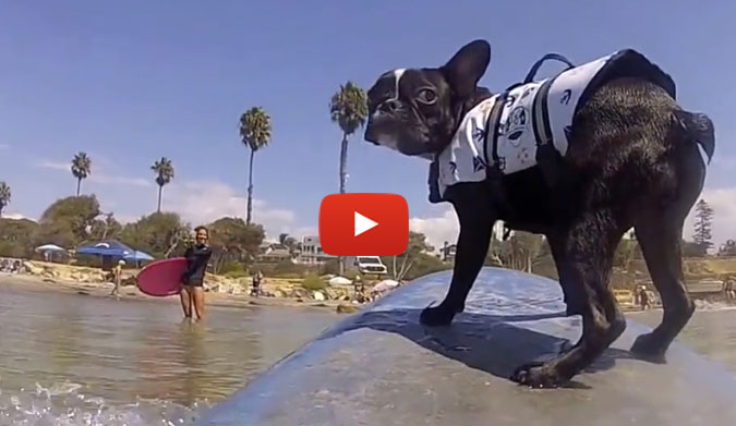 Like nearly everyone else in San Diego, she surfs. Frenchie's aren't exactly known for their prowess in the water, but in true San Diegan form, Fergie rips. 