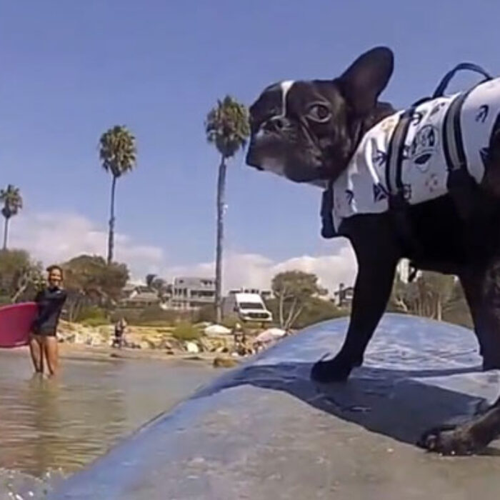 Like nearly everyone else in San Diego, she surfs. Frenchie's aren't exactly known for their prowess in the water, but in true San Diegan form, Fergie rips.