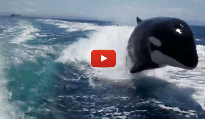 Last year in Mexico, a couple were vacationing when they got a pretty welcome surprise in the form of a few killer whales behind their boat.
