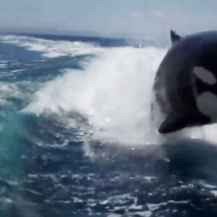 Last year in Mexico, a couple were vacationing when they got a pretty welcome surprise in the form of a few killer whales behind their boat.