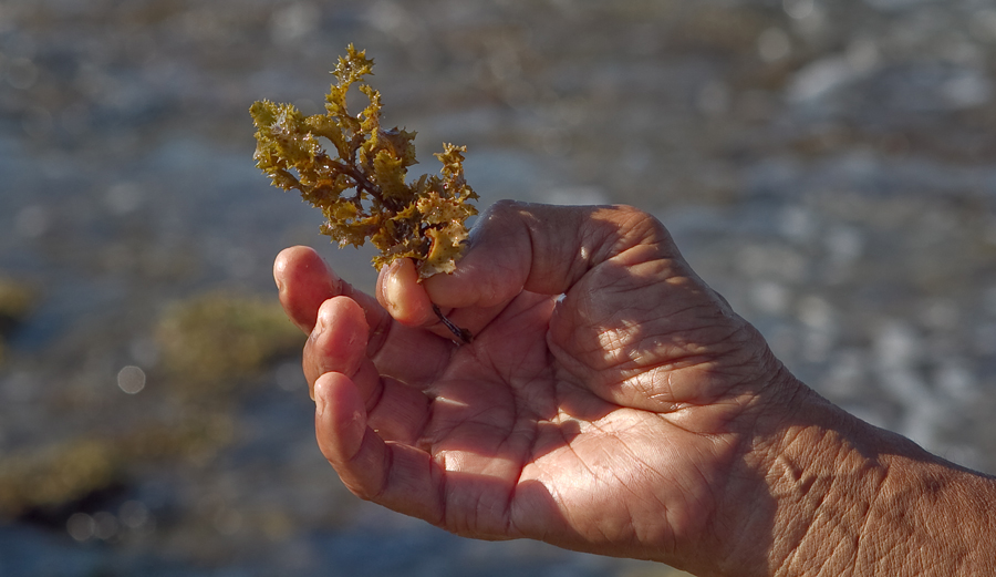 The Limu Elders of Hawaii: A History More than Riding Waves | The Inertia
