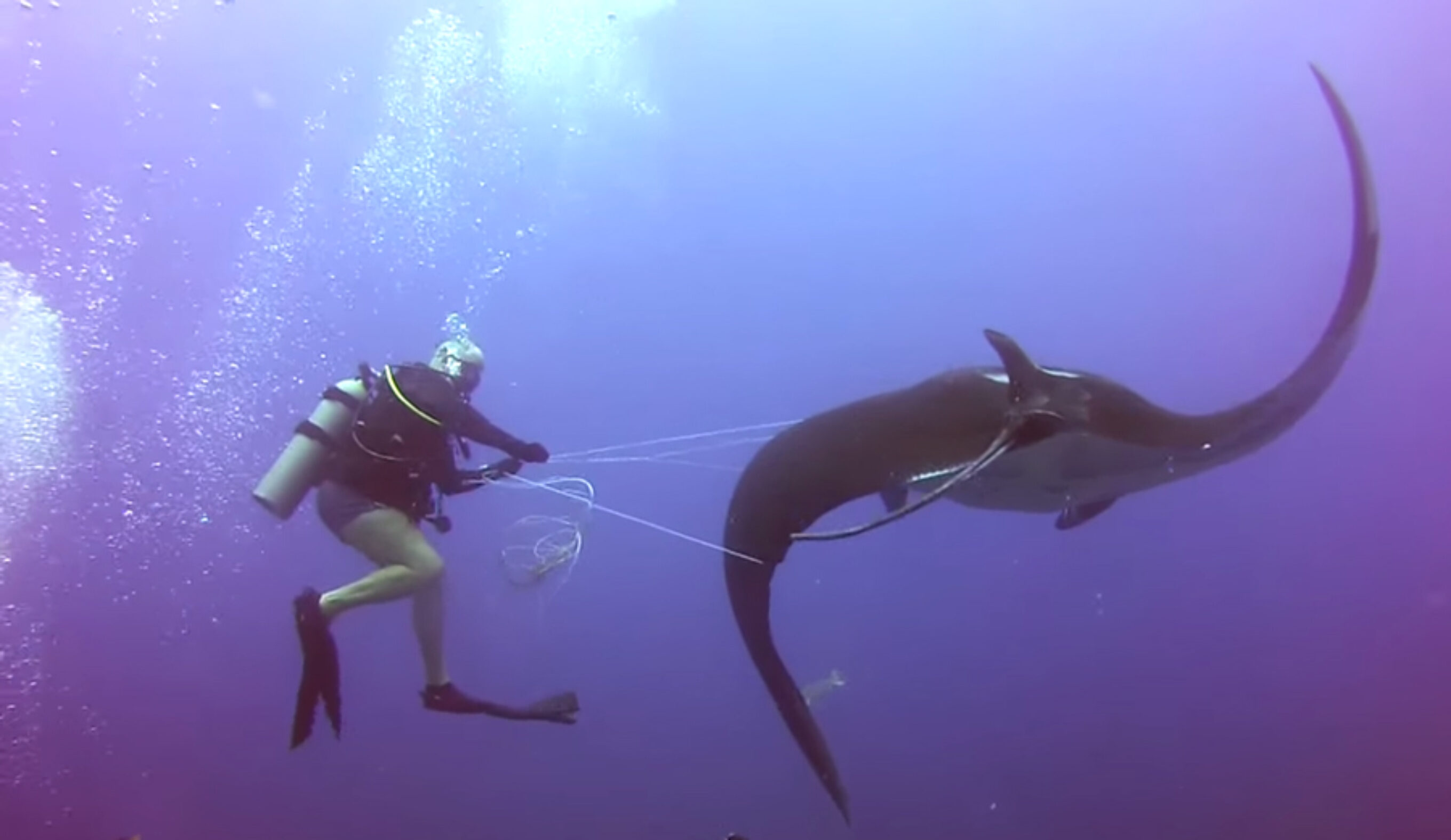 manta-ray