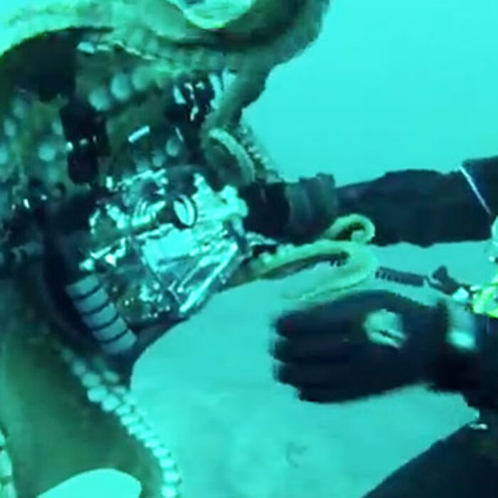 The Pacific octopus decided to make is pretty clear that it wasn't ready for its closeup.