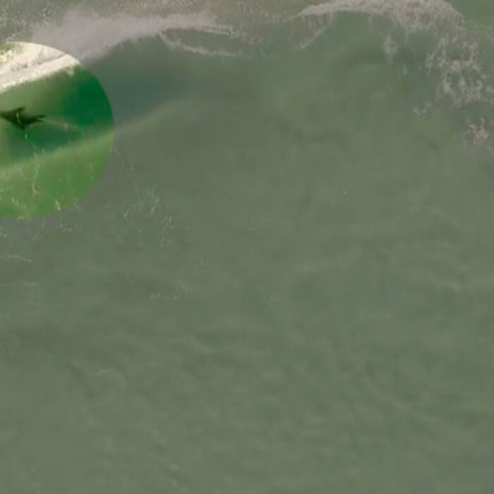 Sharks! Seals! Aerial footage!