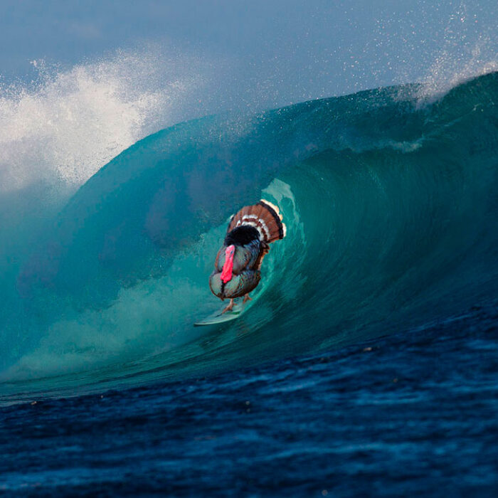 Dude, you're such a surf turkey.
