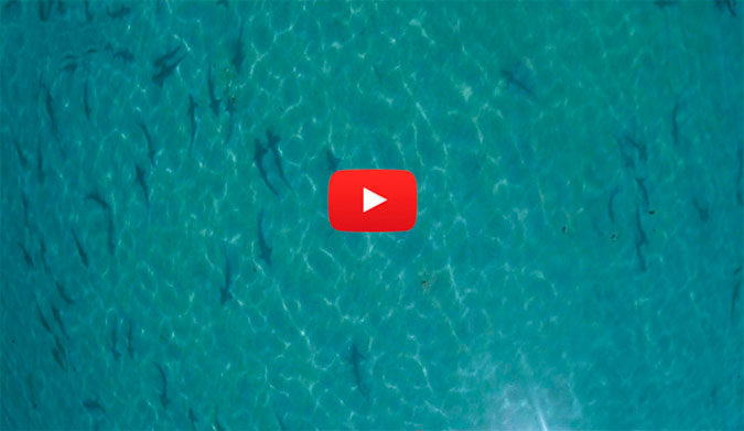 From stunning coastline to beautiful sunsets, this aerial footage has it all... including a shit ton of sharks.