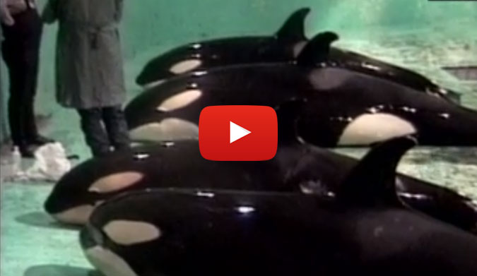 Rare video shows killer whale capture. Courtesy of Jeff Foster.