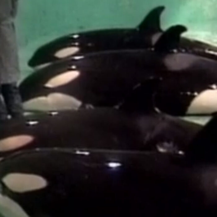 Rare video shows killer whale capture. Courtesy of Jeff Foster.