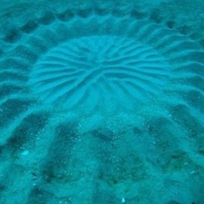 Japanese puffer fish work tirelessly to impress the ladies.