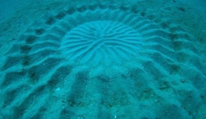 Japanese puffer fish attract females through art.