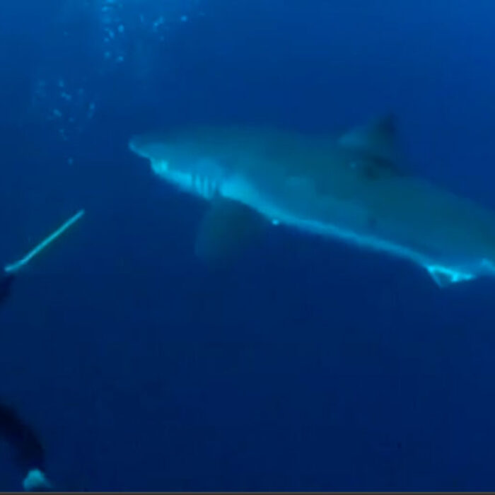 Swimming with great whites to change public opinion.