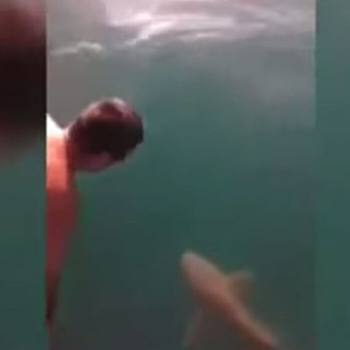 Crazy man jumps on tiger shark.