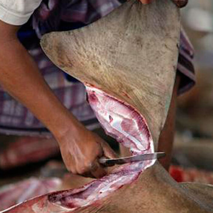 Shark Killed for Dorsal Fin.