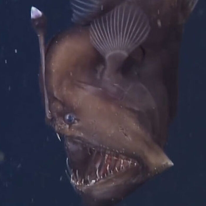 This is the first time the black sea devil has ever been seen alive and at depth.