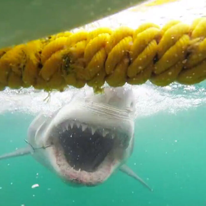 Great White Slams Cage