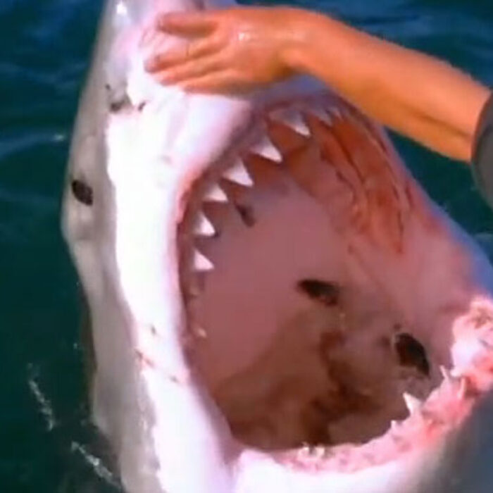 Petting the shark