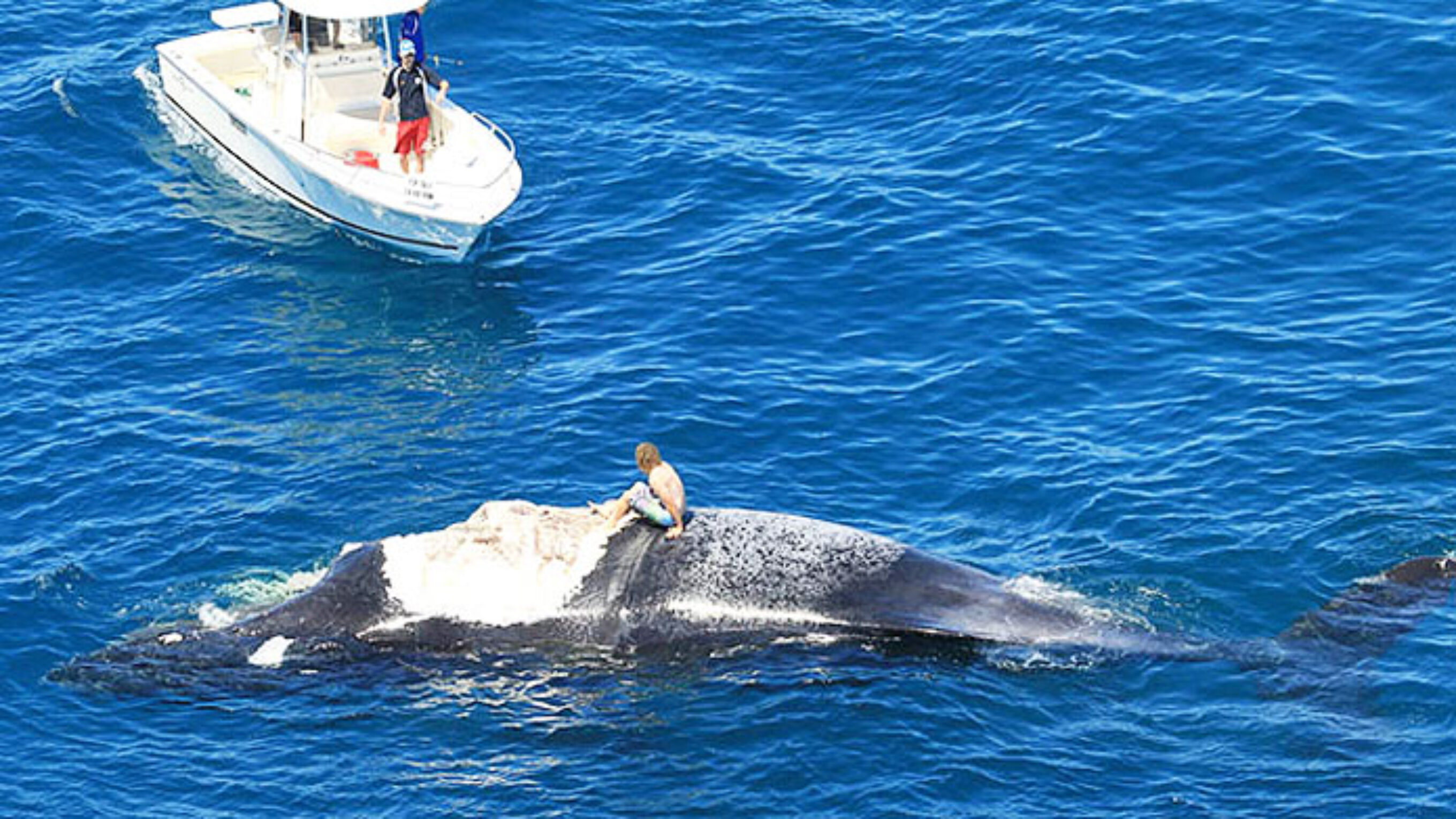 "Need a hand?" "Yeah, I can't get my whale started!"