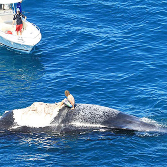 "Need a hand?" "Yeah, I can't get my whale started!"