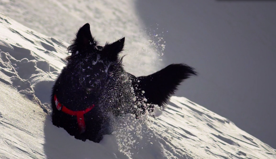 Dogs Are The Best. Ski Dogs Are Even Better. The Inertia