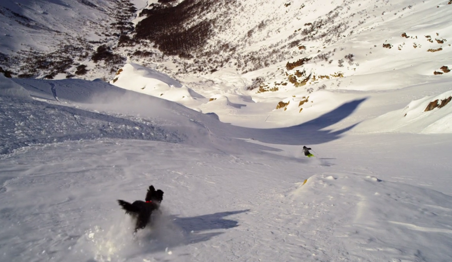 Dogs Are The Best. Ski Dogs Are Even Better. The Inertia