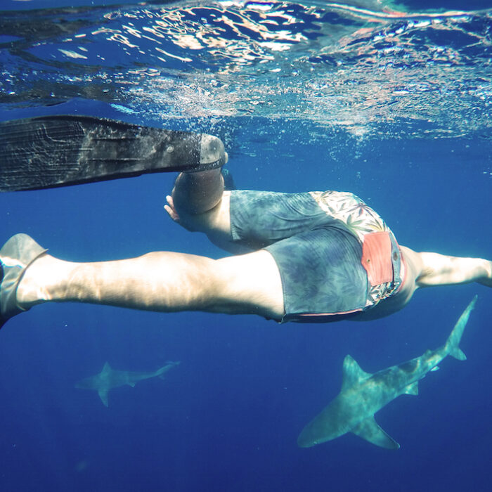 freediving with sharks