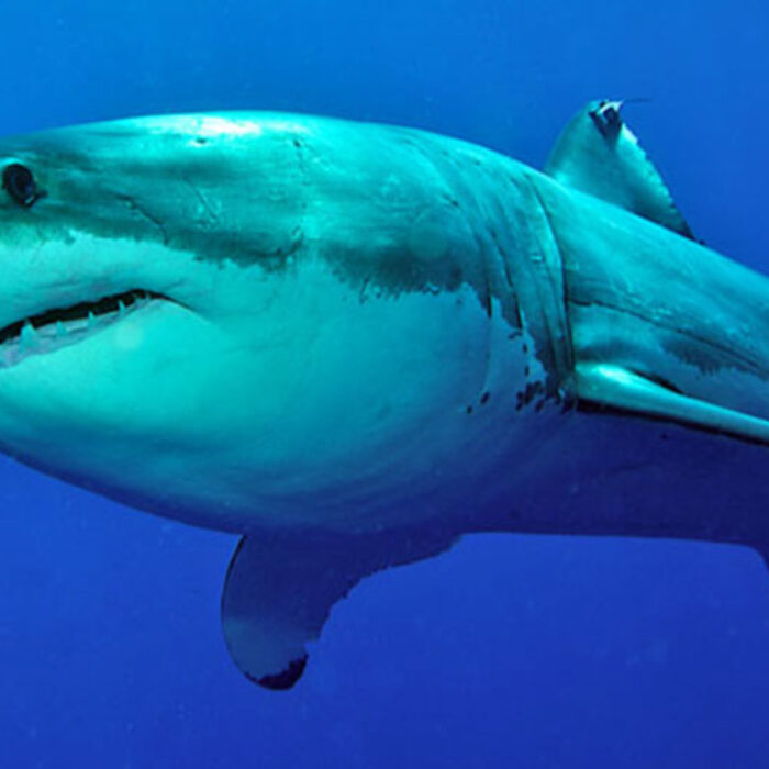 Albany Great White Shark Attack