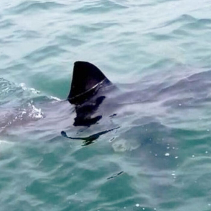 Great White Shark Stalks Fish In Australian Lake