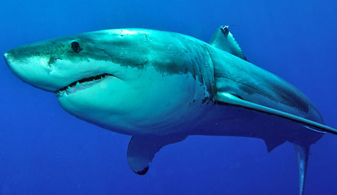 A white shark was believed to be responsible for the death of a local 17-year-old spearfisher Photo: Shutterstock.
