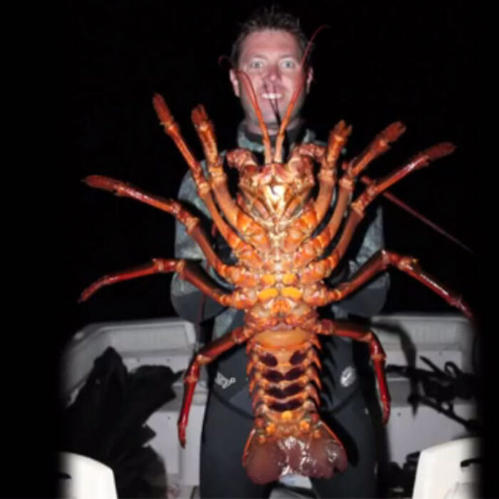 70-year-old lobster weighed 12 pounds