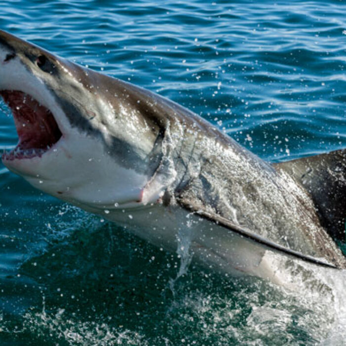 Shark attack