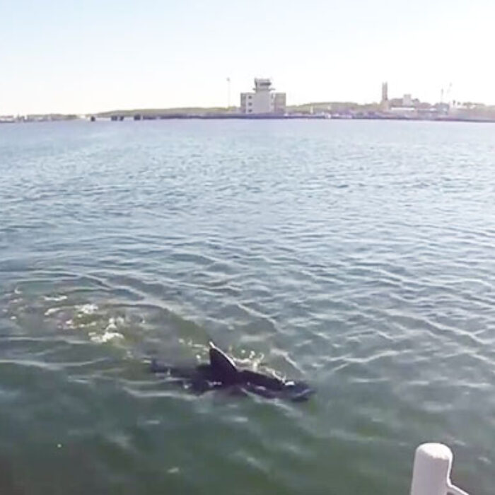 Here's hoping that sharks with fricken laser beams attached to their heads becomes a reality.