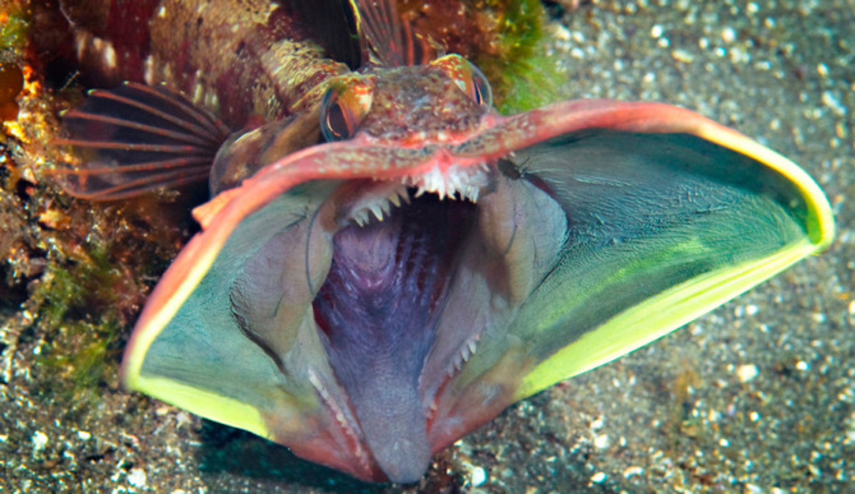 No. This is simple: no. Photo: Real Monstrosities