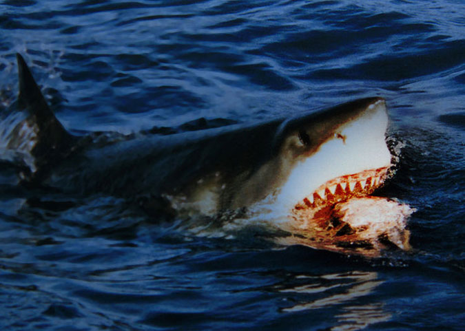 “It’s coming right for us! Kill it! Kill all of them!” Photo: Wikimedia Commons