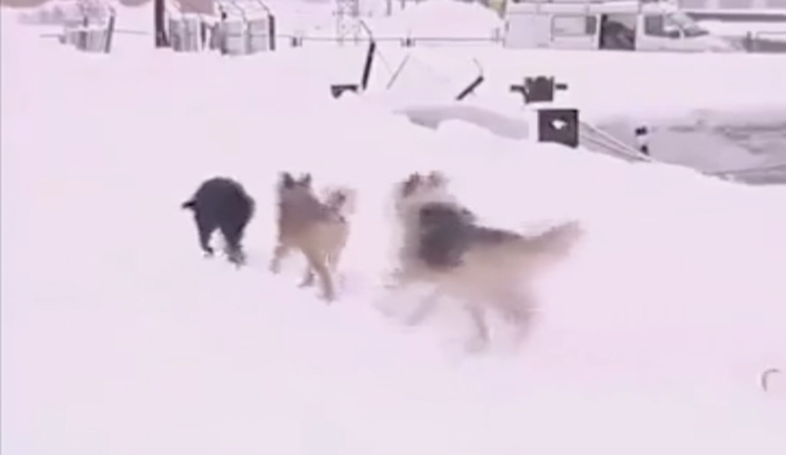 Dogs