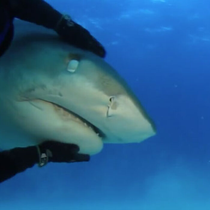 Tiger shark cuddling diver