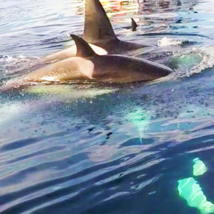Orca whales spotted in Laguna Beach