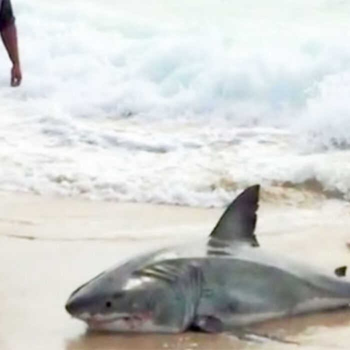 Baby Great White struggles in south africa