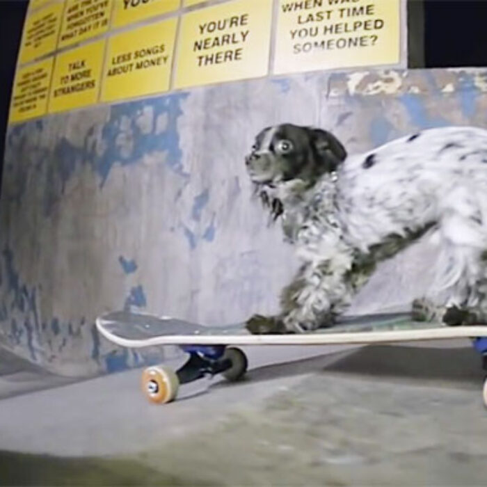 Skateboarding Murdy the dog