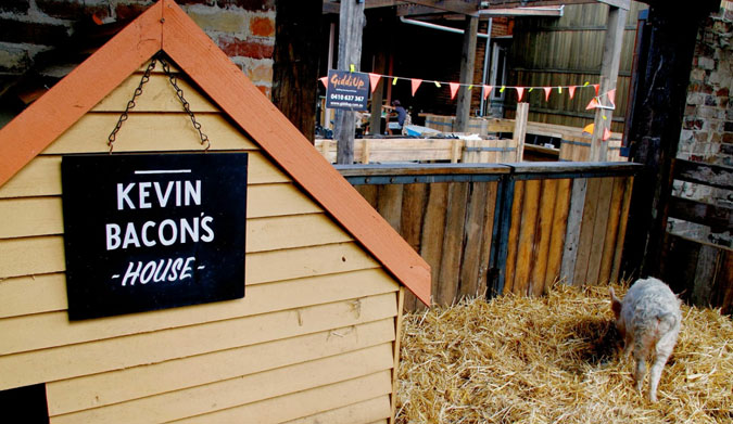 The Grounds' pet pig, Kevin Bacon. Photo: The Grounds