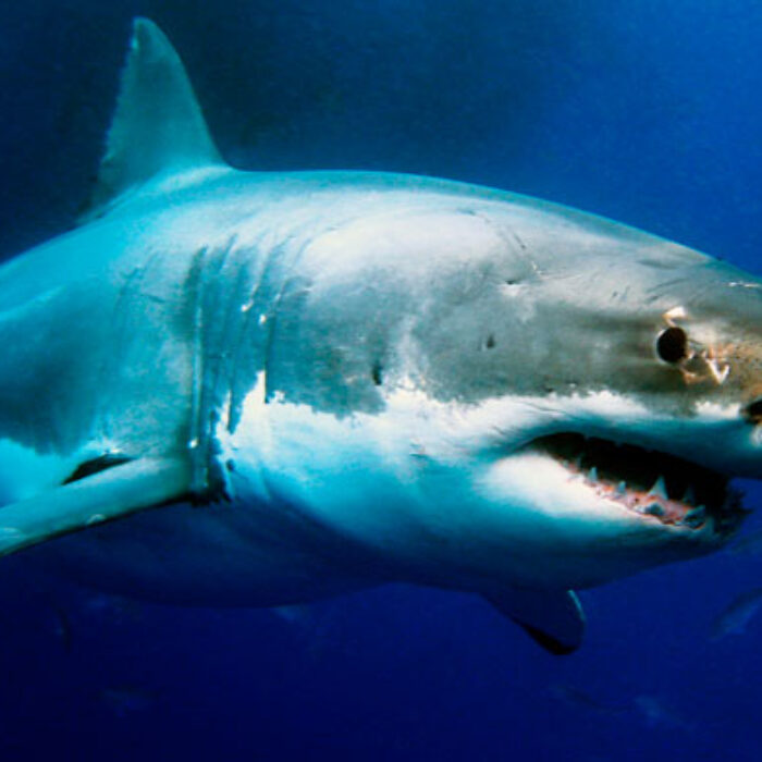 This great white is probably no where as large as the one off the east coast of Australia right now. Photo: Shutterstock