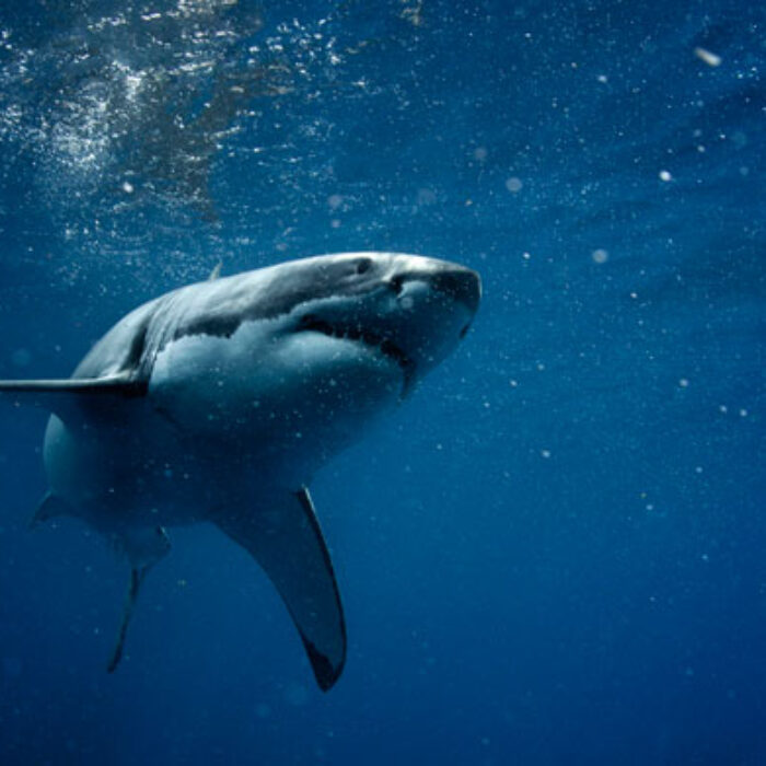 Culling a tagged shark "goes against everything we stand for," says Fox. "It's a complete waste of resources and time."