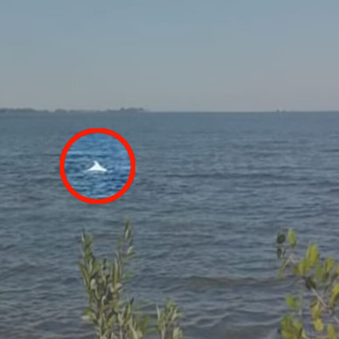 There have only been fifteen sightings of albino dolphins in the last 50 years.