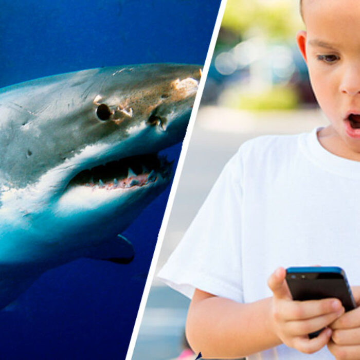 Shark tracking app on phone